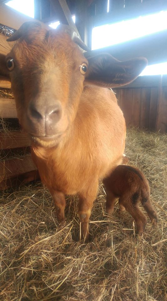 The first baby goat of 2020.